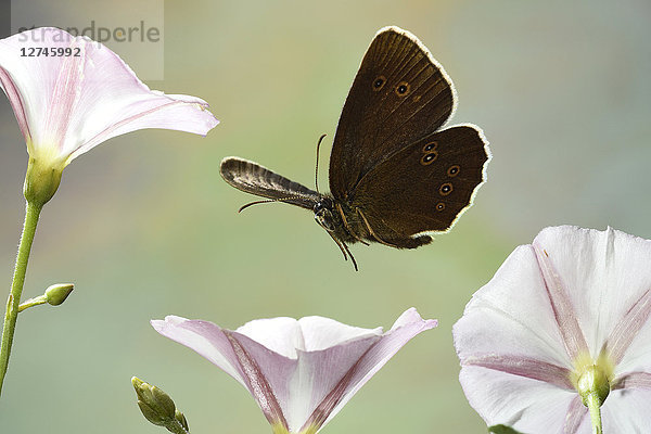 Ringeltaube  Aphantopus hyperantus