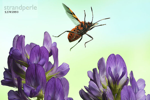 Corizus hyoscyami