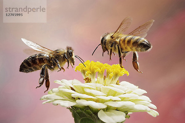 Zwei Honigbienen  Apis mellifer