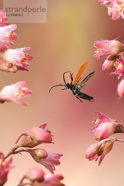 Sanguinischer Fliegenpilz