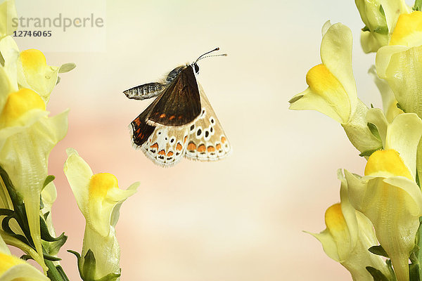 Gemeiner Bläuling  Polyommatus icarus