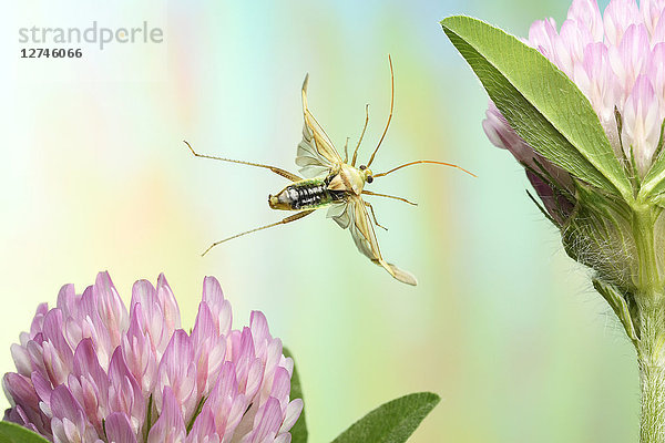 Gewöhnliches grünes Kapuzinerkreuz  Lygocoris pabulinus