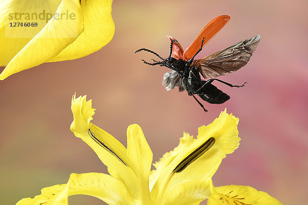 Kardinalkäfer  Pyrochroa coccinea