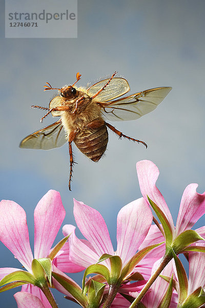 Sommerkäfer  Amphimallon solstitiale