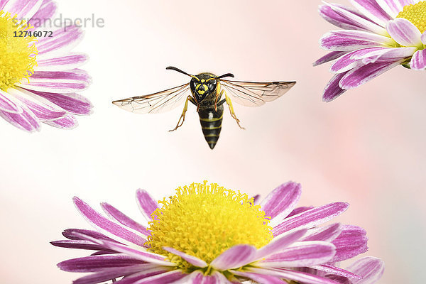 Ancistrocerus nigricornis