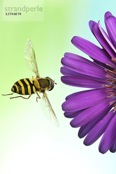 Syrphus ribesii