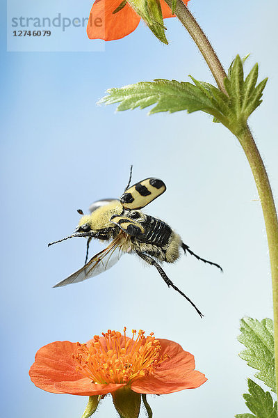 Trichius fasciatus