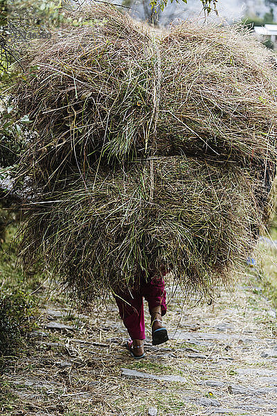 Mann trägt Grasbündel  Supi Bageshwar  Uttarakhand  Vorgebirge des indischen Himalayas