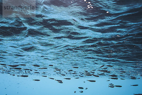Unterwasser schwimmender Fisch unter der Wasseroberfläche  Vava'u  Tonga  Pazifischer Ozean