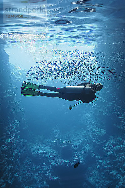 Junge Frau beim Tauchen unter Wasser zwischen Fischschwärmen  Vava'u  Tonga  Pazifischer Ozean