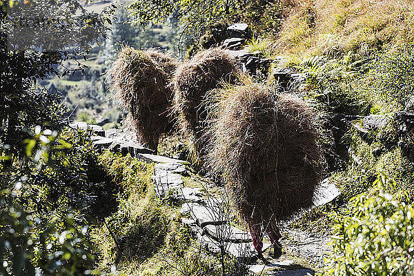 Männer tragen Grasbündel auf einem sonnigen Fußweg  Supi Bageshwar  Uttarakhand  Vorgebirge des indischen Himalayas