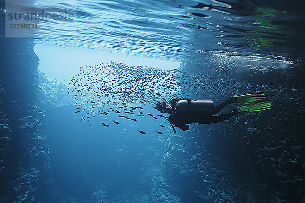 Frau beim Tauchen unter Wasser zwischen Fischschwärmen  Vava'u  Tonga  Pazifischer Ozean