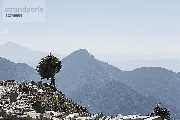 Mann trägt Äste auf einem sonnigen Berg  Supi Bageshwar  Uttarakhand  Indisches Himalaya-Vorgebirge