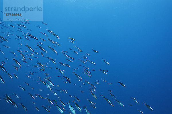 Fischschwarm schwimmt unter Wasser im blauen Ozean  Vava'u  Tonga  Pazifischer Ozean