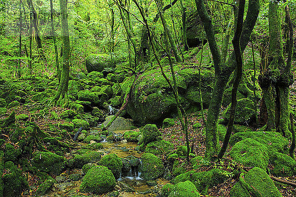 Präfektur Kagoshima  Japan