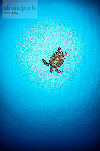 Echte Karettschildkröte  Cozumel  Quintana Roo  Mexiko