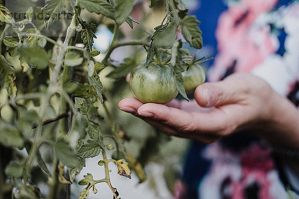 Frau kontrolliert ihre Tomatenpflanzen