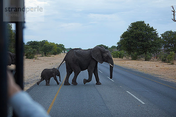 Elefantenbaby und erwachsener Elefant überqueren Straße  Kasane  Nordwesten  Botswana