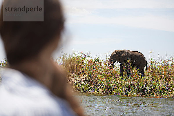 Tourist betrachtet Elefant auf der anderen Flussseite  Sambesi  Sambia