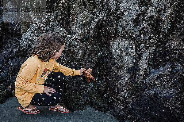 Mädchen sammelt Seesterne von Felsen auf