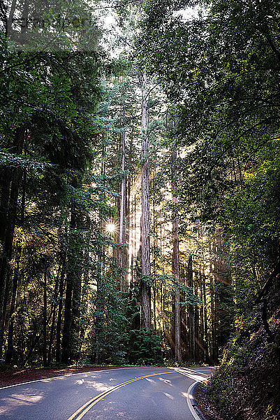Ländliche Straße im sonnenbeschienenen Wald  Mendocino  Kalifornien  Vereinigte Staaten
