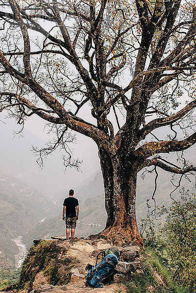 Wanderer am Baum auf dem Gipfel  Annapurna Circuit  Himalaya  Manang  Nepal