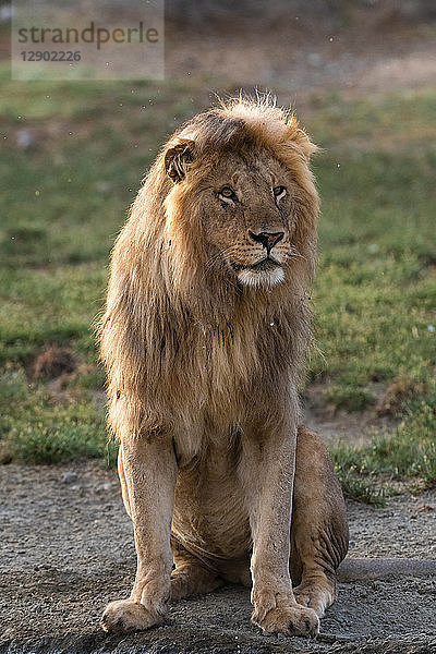 Männlicher Löwe (Panthera leo)  Ndutu  Ngorongoro-Schutzgebiet  Serengeti  Tansania