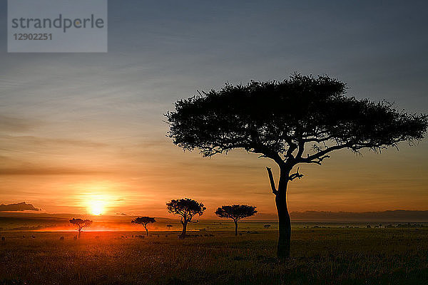 Morgendämmerung in den Ebenen der Masai Mara  Kenia