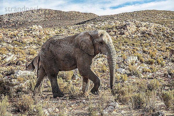 Afrikanischer Elefant (Loxodonta)  Touws River  Westkap  Südafrika
