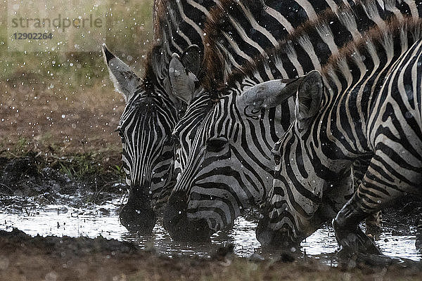 Flachlandzebras (Equus quagga) unter dem Regen  Seronera  Serengeti-Nationalpark  Tansania