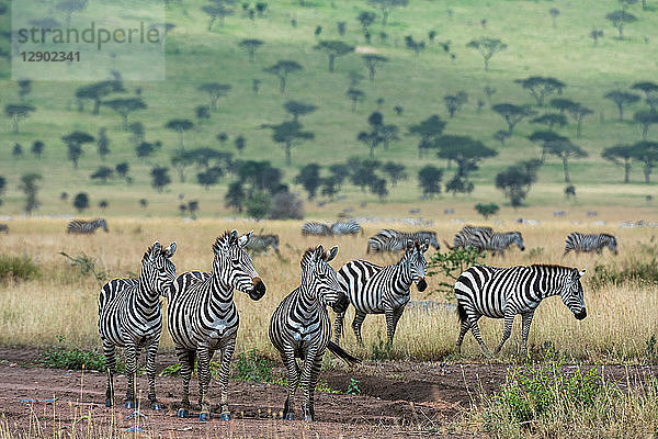 Steppenzebras (Equus quagga)  Seronera  Serengeti-Nationalpark  Tansania