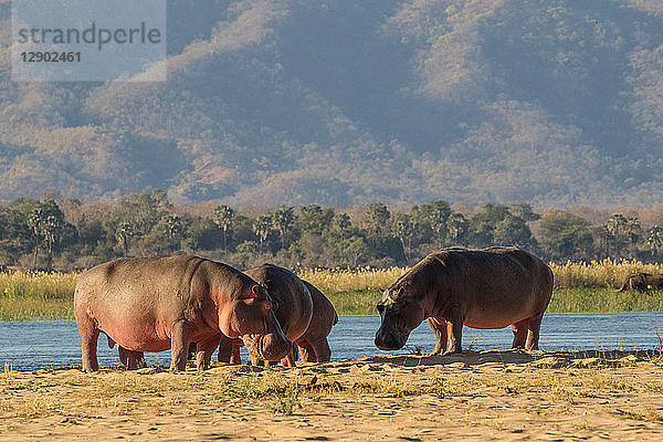 Flusspferd (Hippopotamus amphibius)  Mana-Pools  Simbabwe