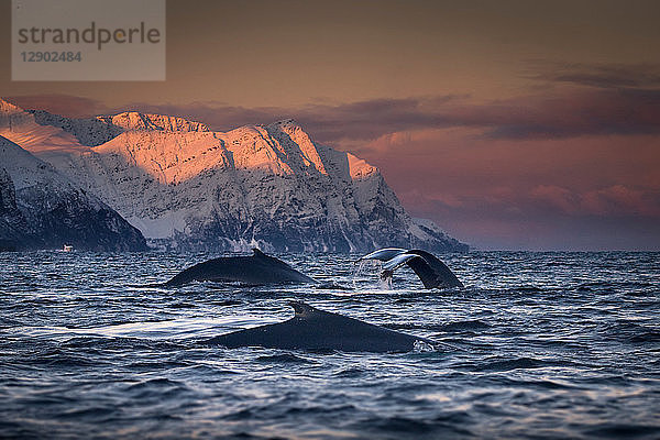 Gruppe von tauchenden Buckelwalen  Skjervøy  Troms  Norwegen