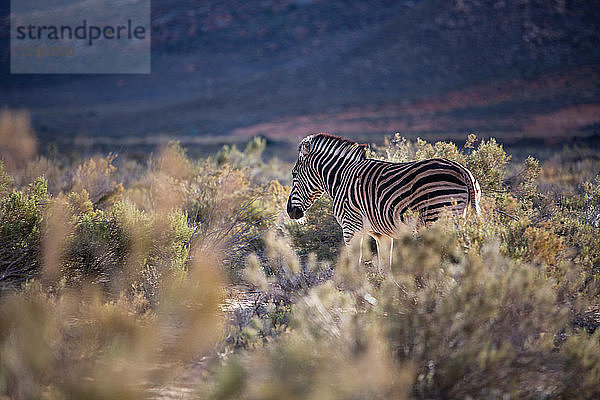 Zebra (Equus quagga)  Fluss Touws  Westkap  Südafrika