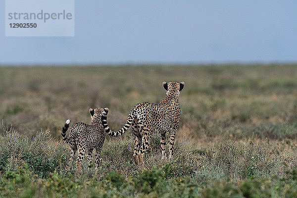 Ein Gepardenweibchen (Acinonyx jubatus) und sein Jungtier bei der Vermessung der Savanne  Ndutu  Ngorongoro-Schutzgebiet  Serengeti  Tansania