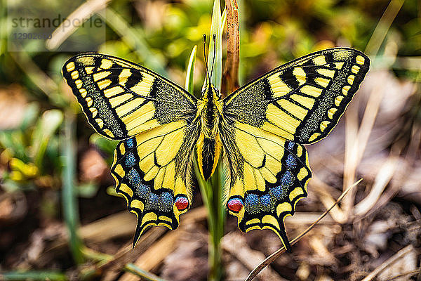 Lebhaft gefärbter Schmetterling  der sich am Blatt festhält