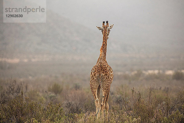 Giraffe (Giraffa camelopardalis)  Fluss Touws  Westkap  Südafrika