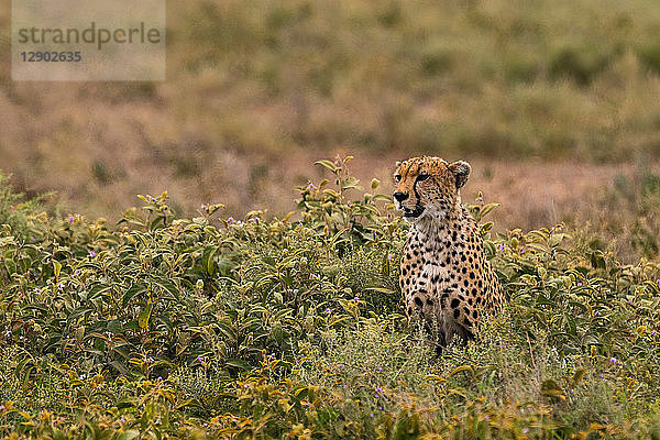 Gepard (Acinonyx jubatus)  Ndutu  Ngorongoro-Schutzgebiet  Serengeti  Tansania
