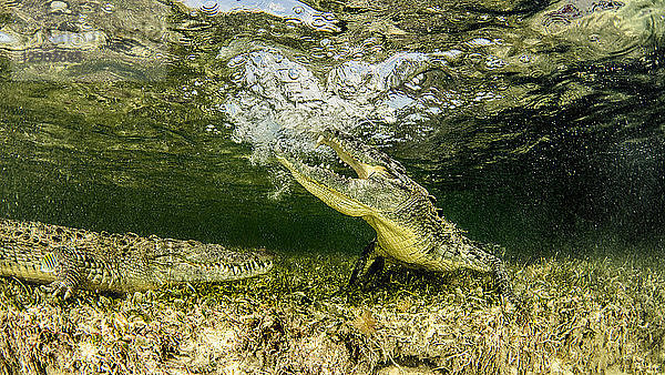 Chinchorro Banks Amerikanische Krokodile  Xcalak  Quintana Roo  Mexiko