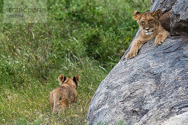 Zwei Löwenbabys (Panthera leo)  eines auf einer Kopje und eines im Gras laufend  Seronera  Serengeti-Nationalpark  Tansania