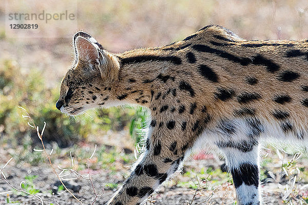 Serval (Leptailurus serval)  Ndutu  Ngorongoro-Schutzgebiet  Serengeti  Tansania