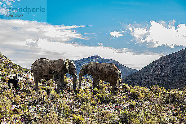 Paar Afrikanische Elefanten (Loxodonta)  Touws River  Westkap  Südafrika