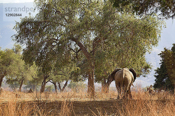 Elefant (Loxodonta Africana)  Mana Pools  Simbabwe