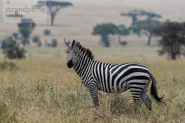 Steppenzebra (Equus quagga)  Seronera  Serengeti-Nationalpark  Tansania