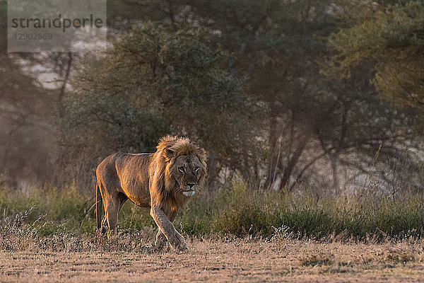 Ein männlicher Löwe (Panthera leo)  Ndutu  Ngorongoro-Schutzgebiet  Serengeti  Tansania