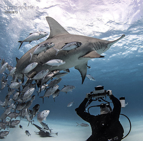 Taucher beim Fotografieren des großen Hammerhais  Alice Town  Bimini  Bahamas