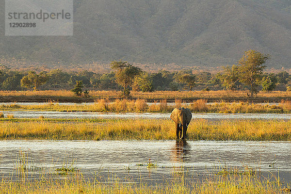 Elefant (Loxodonta Africana)  Mana Pools  Simbabwe