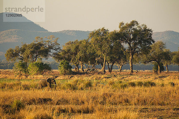 Elefant (Loxodonta Africana)  Mana Pools  Simbabwe