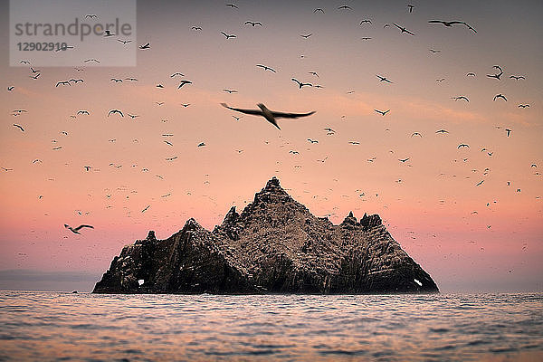 Gannet-Kolonie um Skellig Rock bei Sonnenaufgang  Portmagee  Kerry  Irland