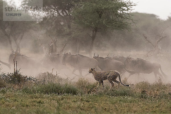 Gepard (Acinonyx jubatus) auf der Jagd nach Streifengnus (Connochaetes taurinus)  Ndutu  Ngorongoro-Schutzgebiet  Serengeti  Tansania